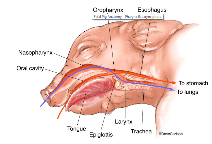 Anatomy of the pig Earthworm Express