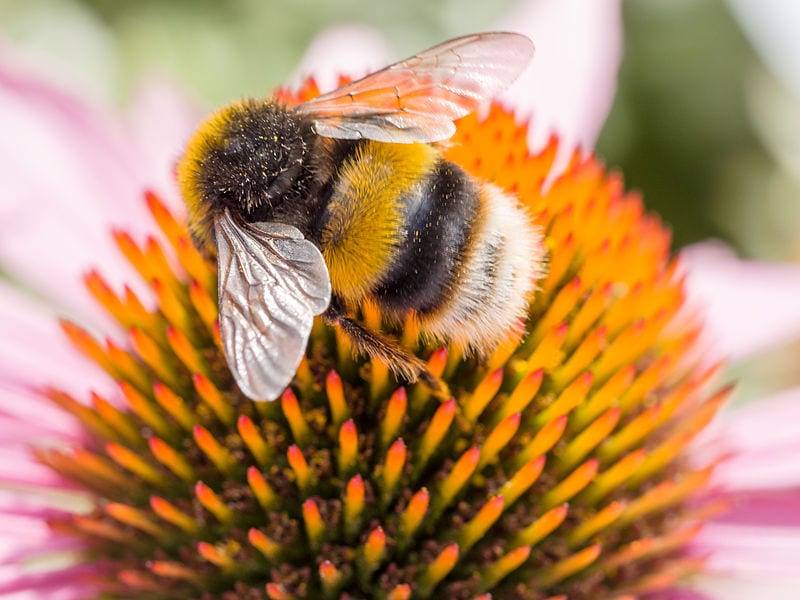 Climate Change Tightening its Grip on Bumblebee Habitat Earthzine
