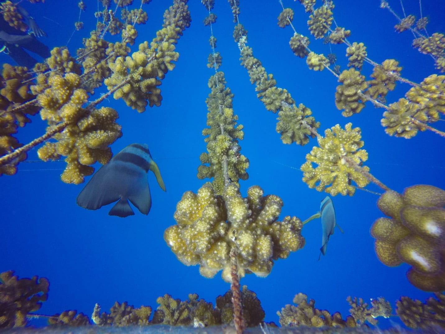 Successes and Setbacks of the First LargeScale Coral Nurseries in the