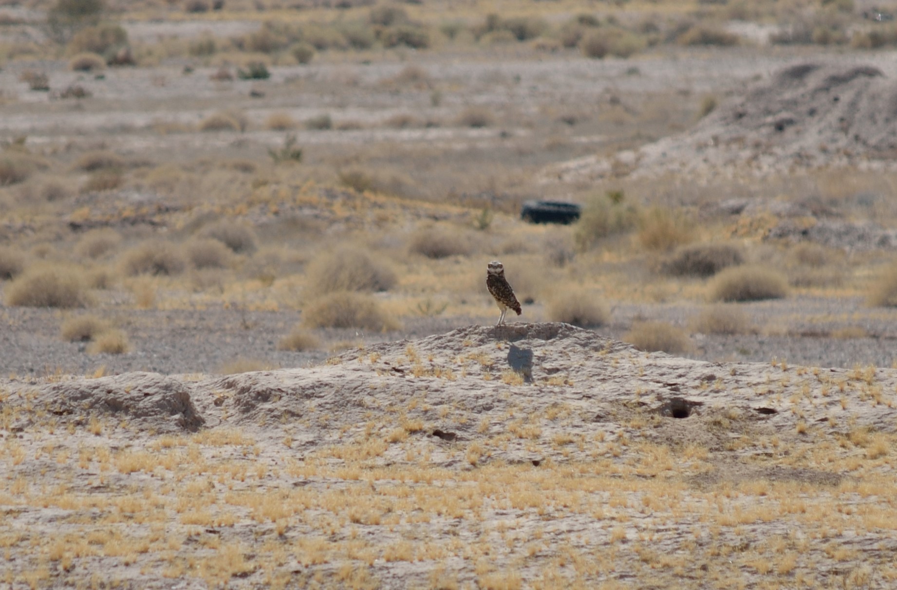 EAS Conducting EIS for Nellis AFB Environmental Assessment Services