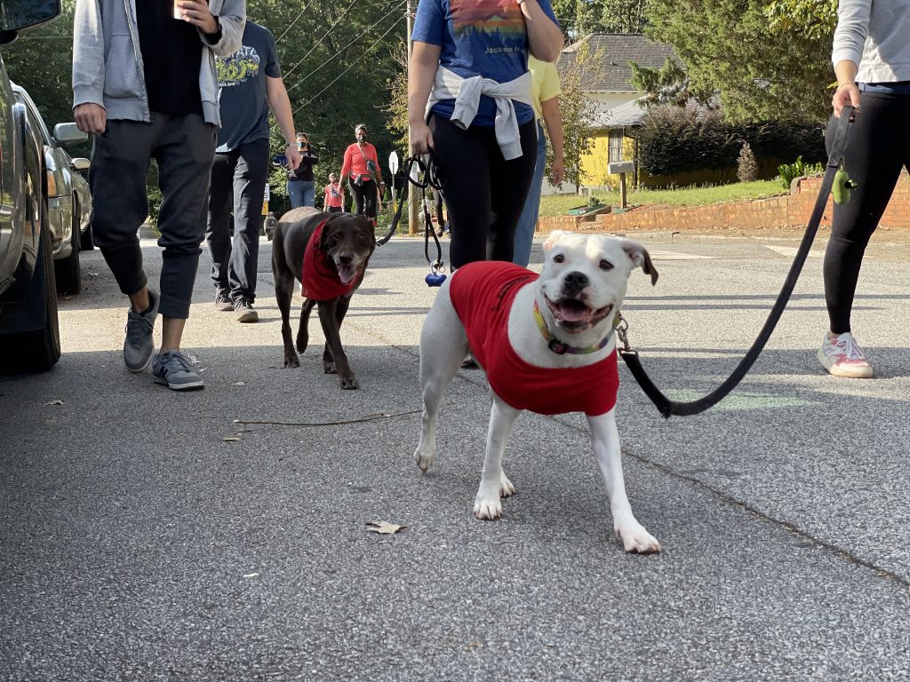 Why Do Dogs Strut After Pooping