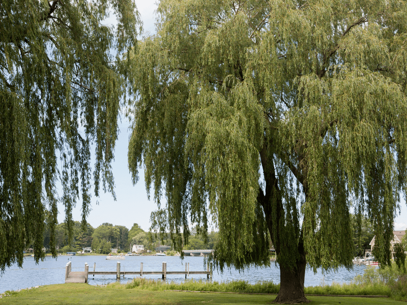 Spring Lake, MI New Homes for Sale Buy a Single Family Home