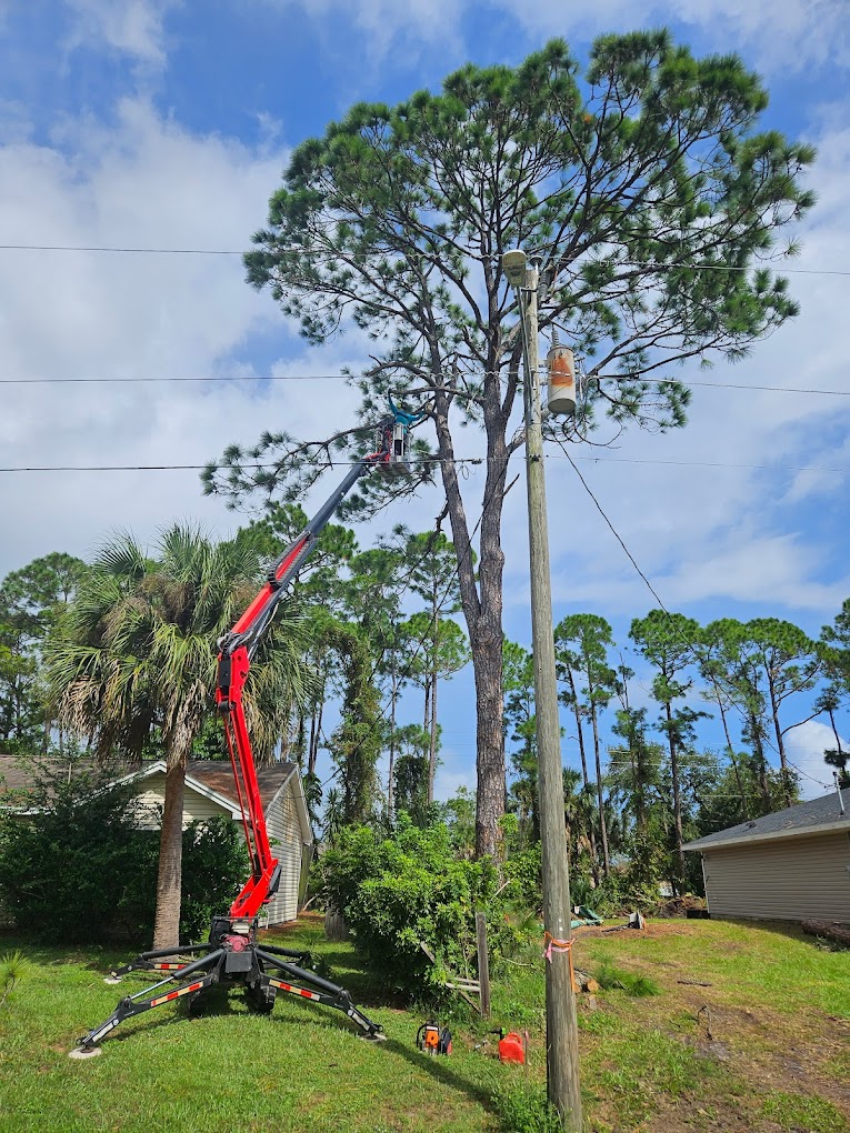 Tree Service Melbourne FL Tree Trimming & Removal