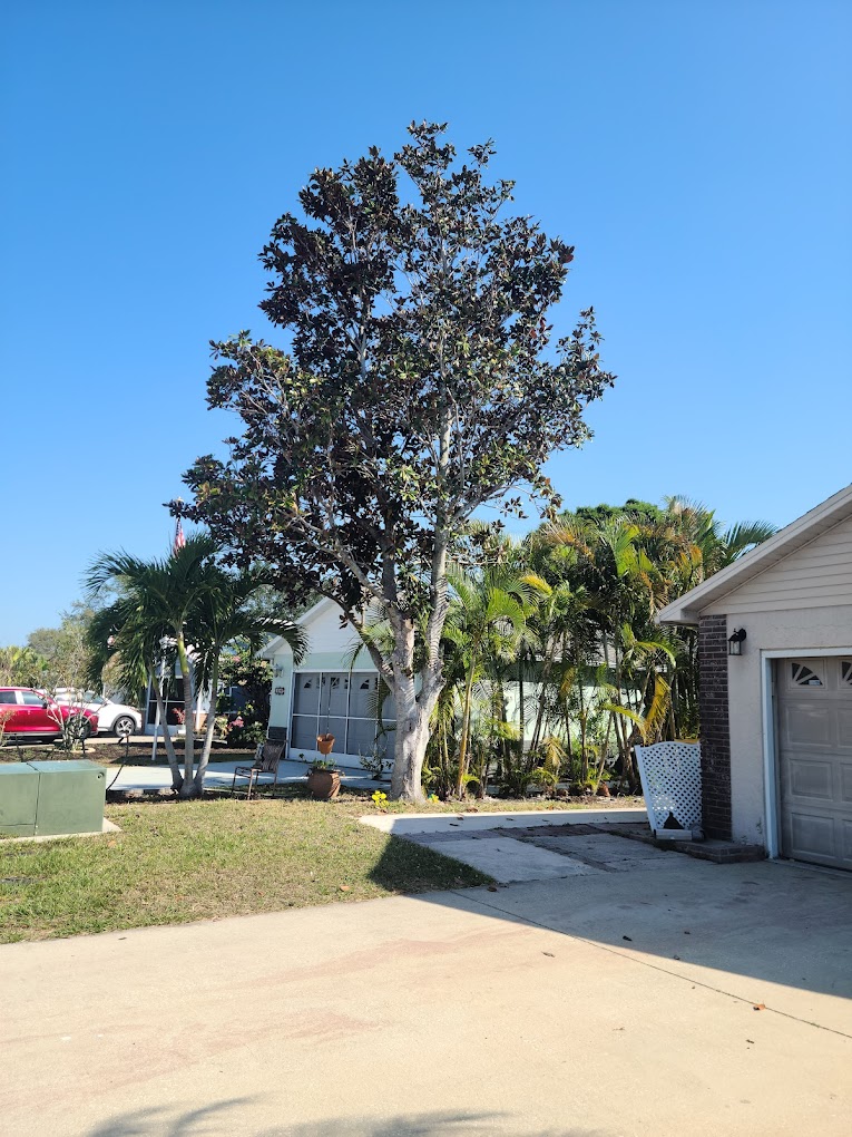 Tree Service Melbourne FL Tree Trimming & Removal