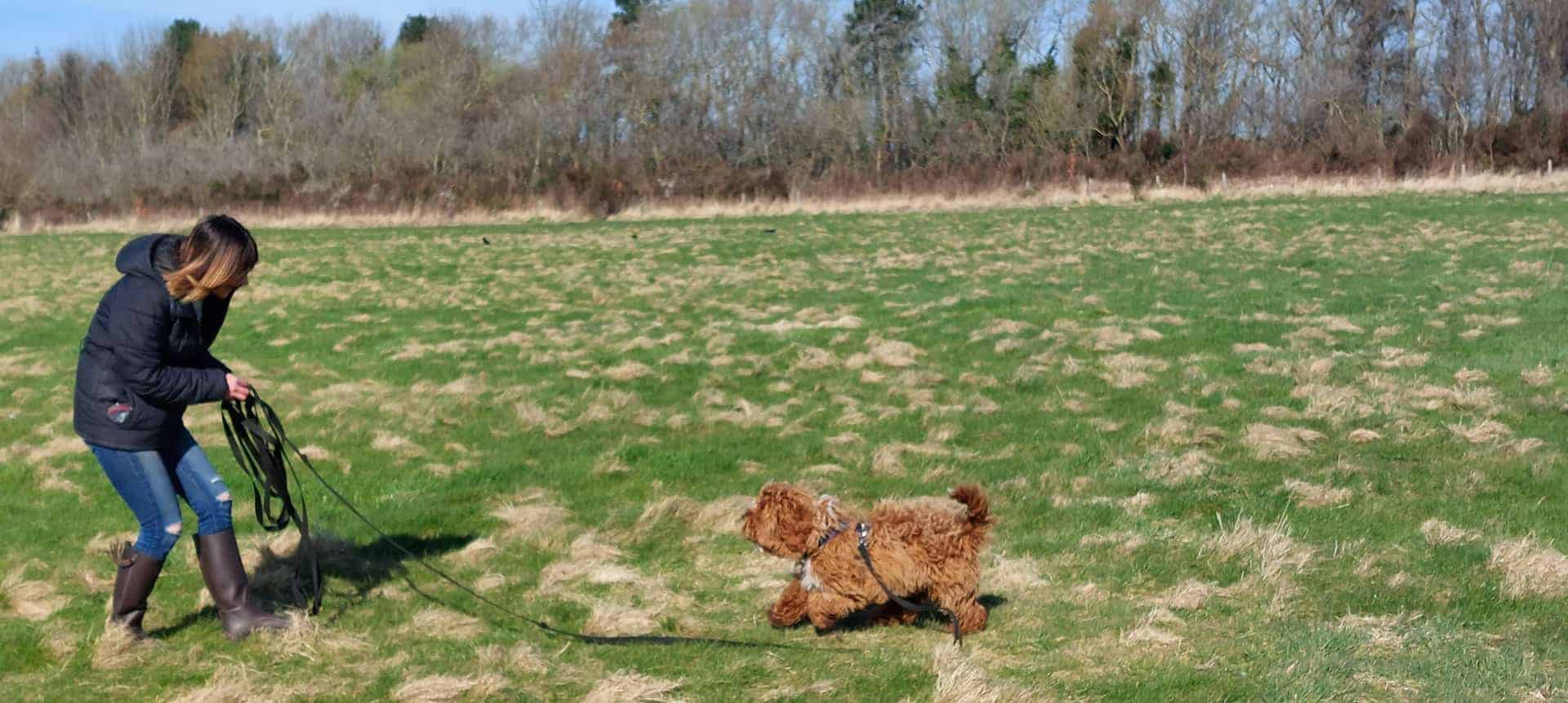 Recall training 101 How to use a long line training lead
