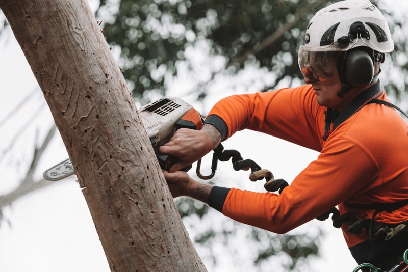 Tree Removal Sunshine Coast East Coast Tree Works