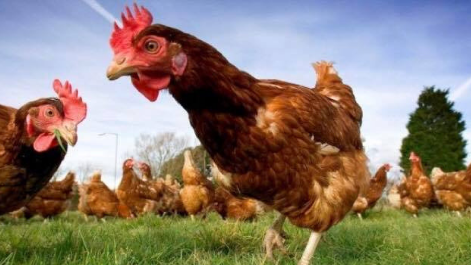 Free range eggs the real deal East Devon News