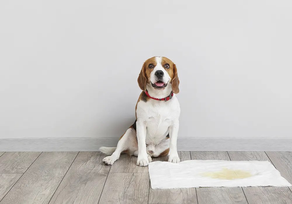 How to remove pet urine smell from the floor? East End Wood Floors