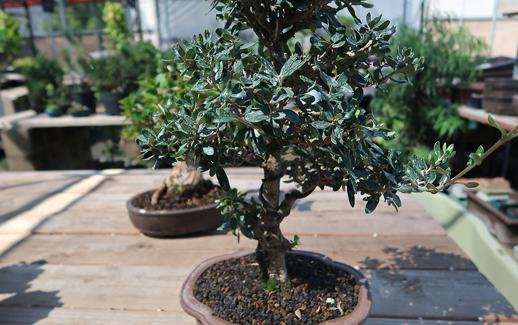 Explore the Beauty of Bonsai Trees at Amazing Bonsai Trees Blog Bonsai