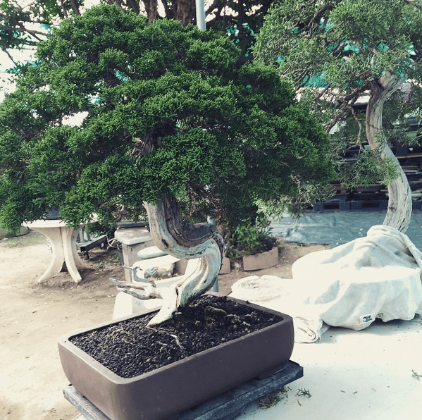 How to Bend Bonsai Tree Trunks Bonsai Tree Gardener