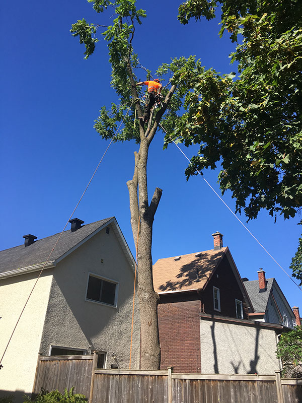 About Eastern Ontario Arborists