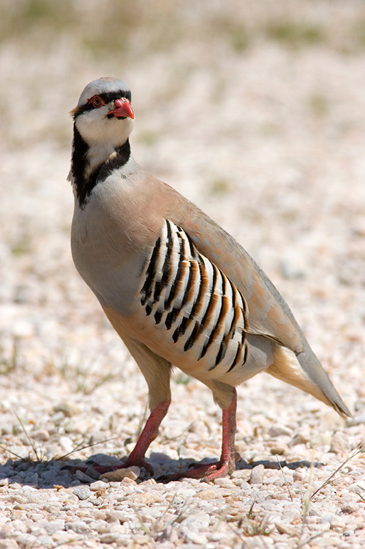 Our Products Eastern Poultry Distributors