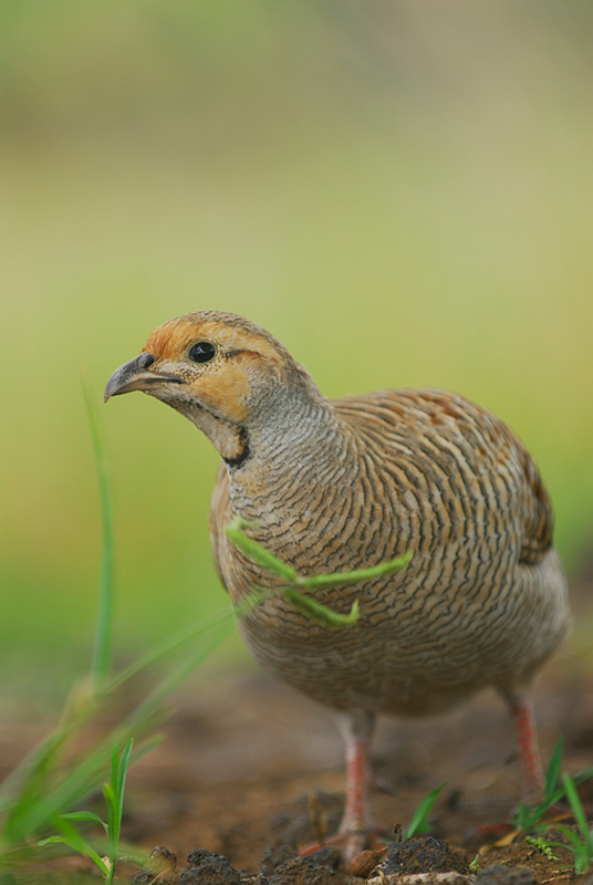 Quail Eastern Poultry Distributors