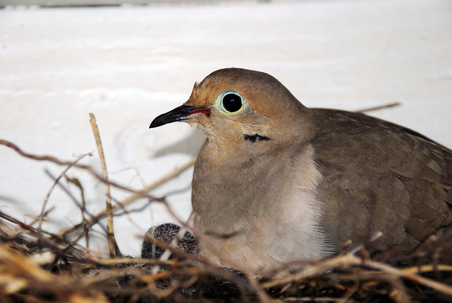 Our Products Eastern Poultry Distributors