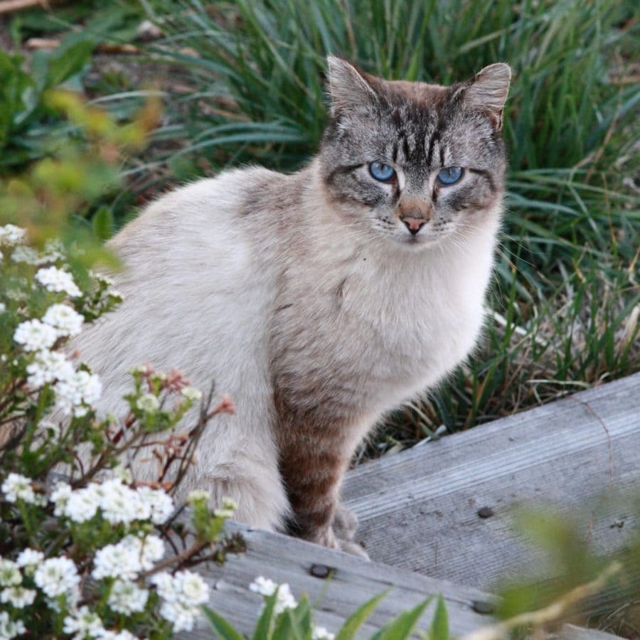 Cape Charles Cat Fight What to Do about Feral Cats Eastern Shore Post