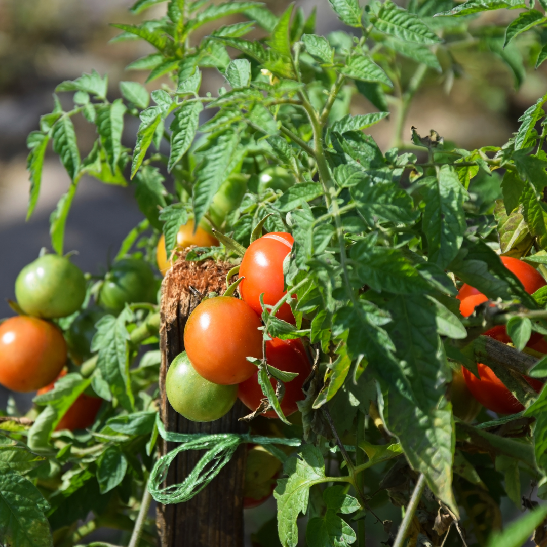 Random Facts About … Gardening and Why Tomatoes Were Toxic to the