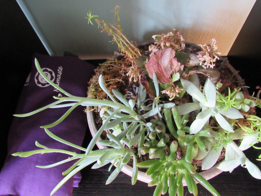 Home Eastern Wind Acupuncture Indianapolis