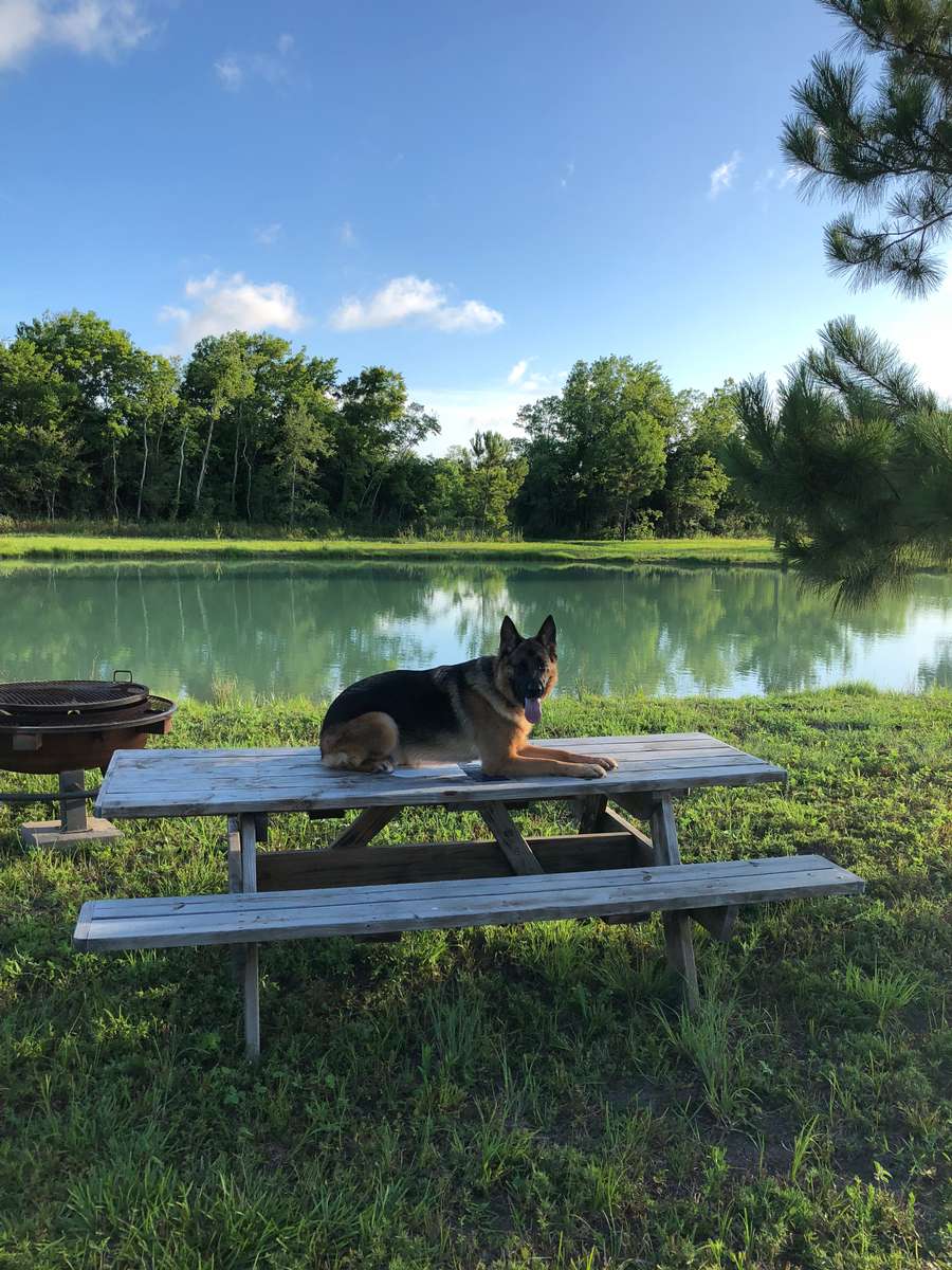 Photo Gallery EasTex K9 Dog Training LLC