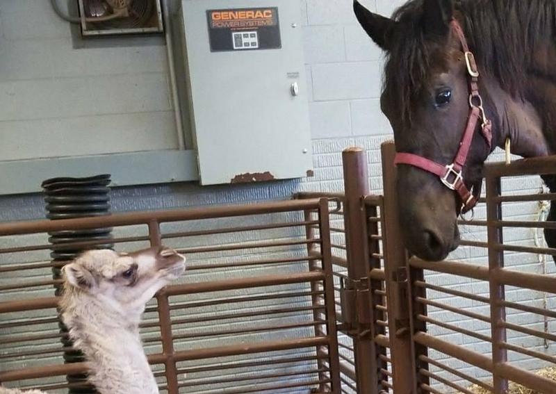 East Holmes Veterinary Clinic Berlin veterinarians