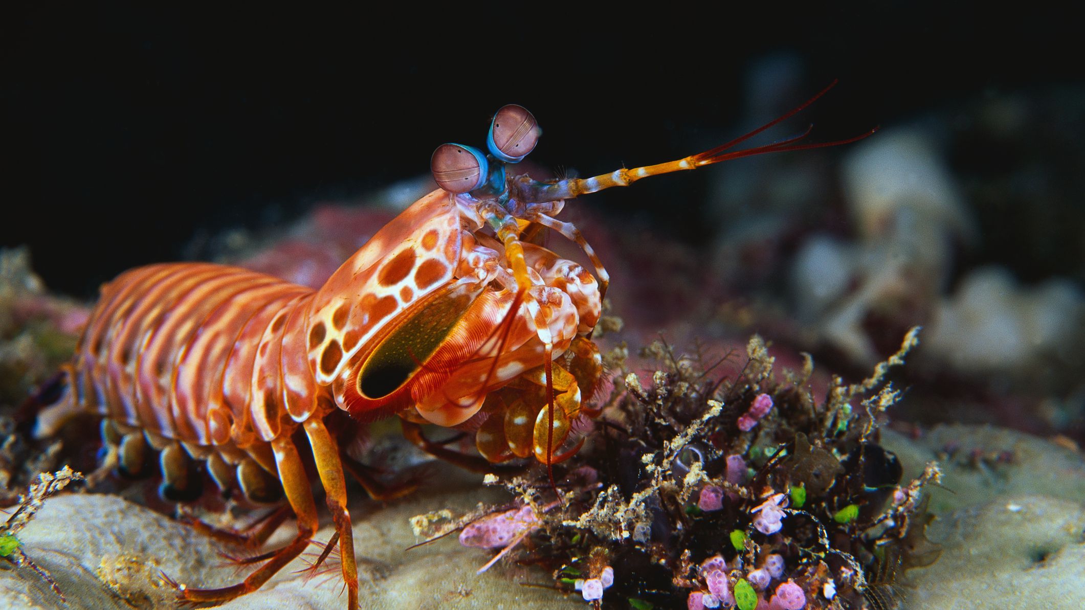Mantis Shrimp Tank East Idaho Aquarium