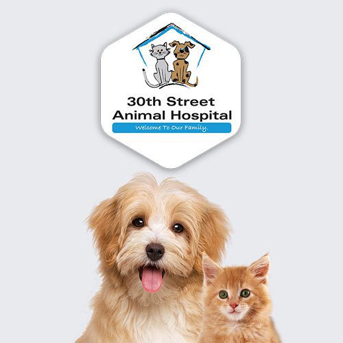 Vet Clinic in East Indianapolis & Lawrence area of Indianapolis, IN