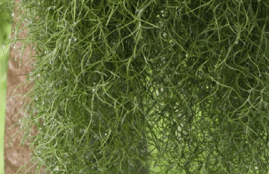 Pele’s Hair / Spanish Moss (Airplant) Sustainability Spotlight via