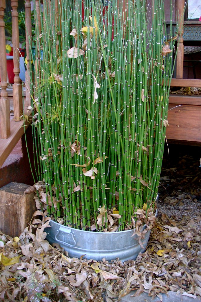 15 x Horsetail Reed Pond Plants bamboo Looking Zen eBay