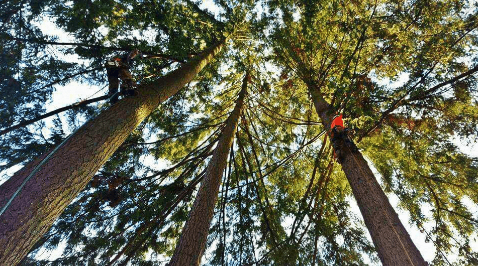  Eastside Timber & Property Development