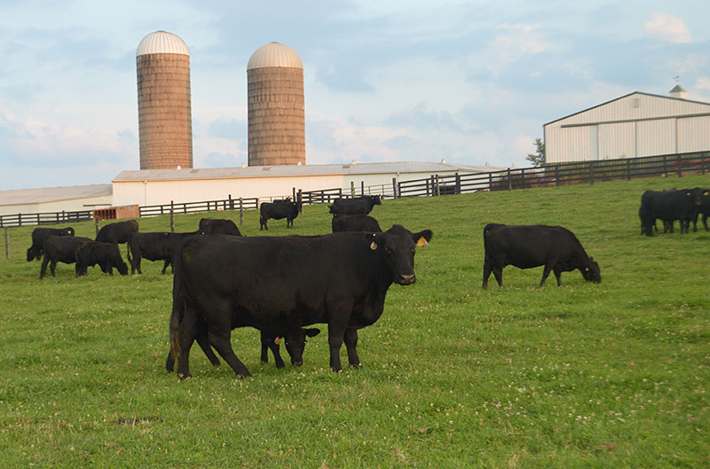 Farm History Eastview Angus Farm