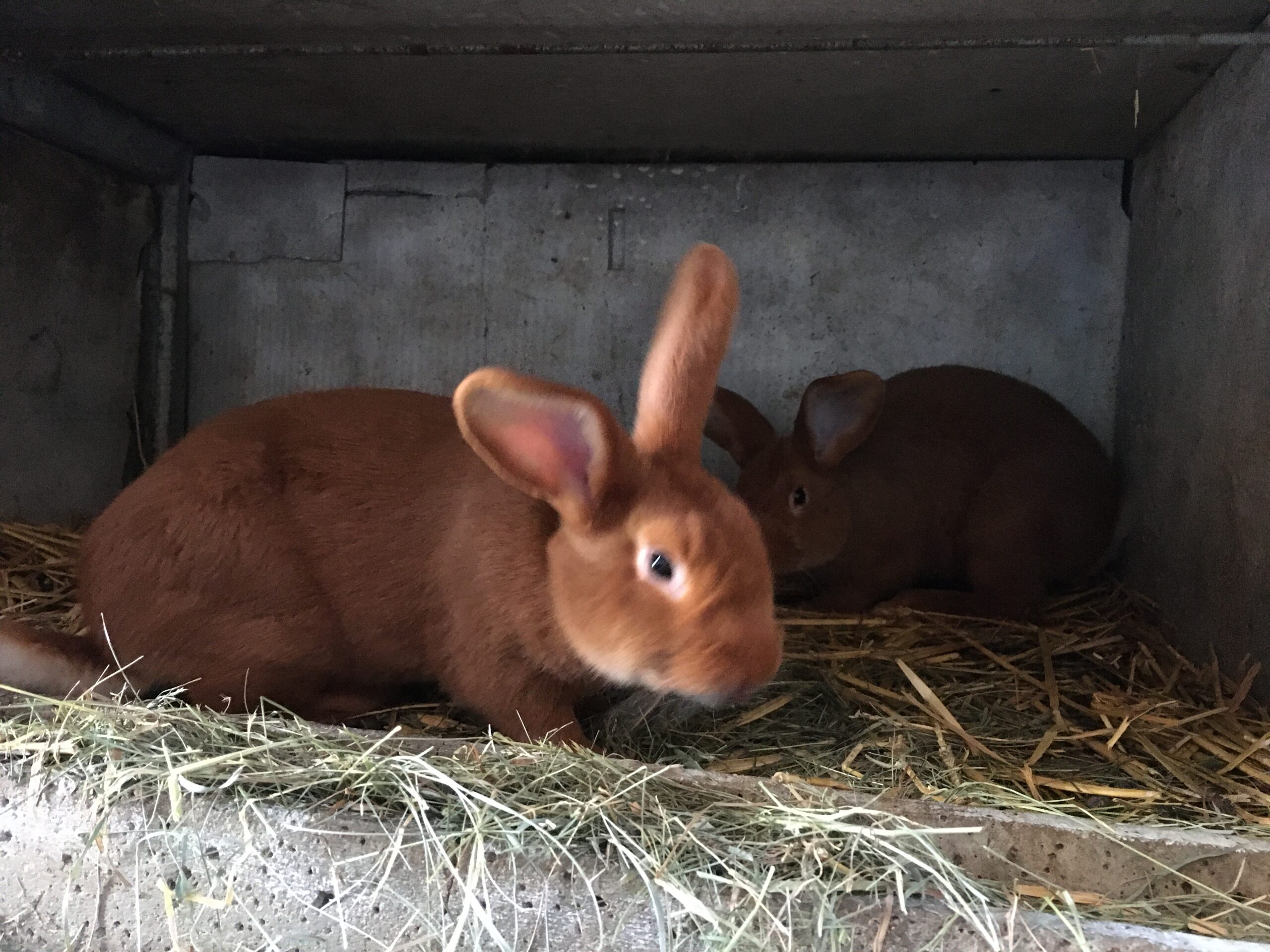 Lapin mâle fauve de Bourgogne EasyAgri