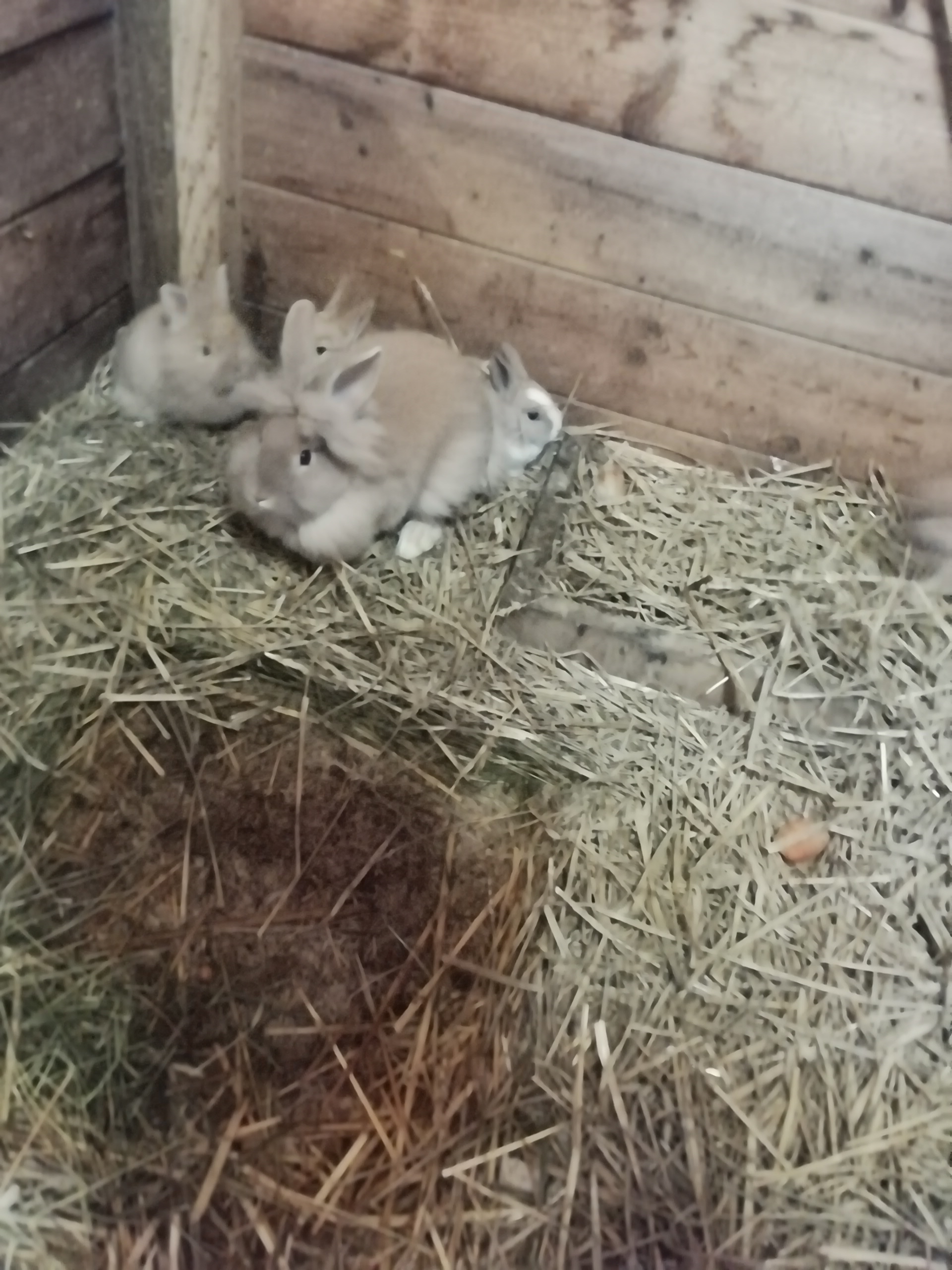 A vendre lapins deminain et nain EasyAgri