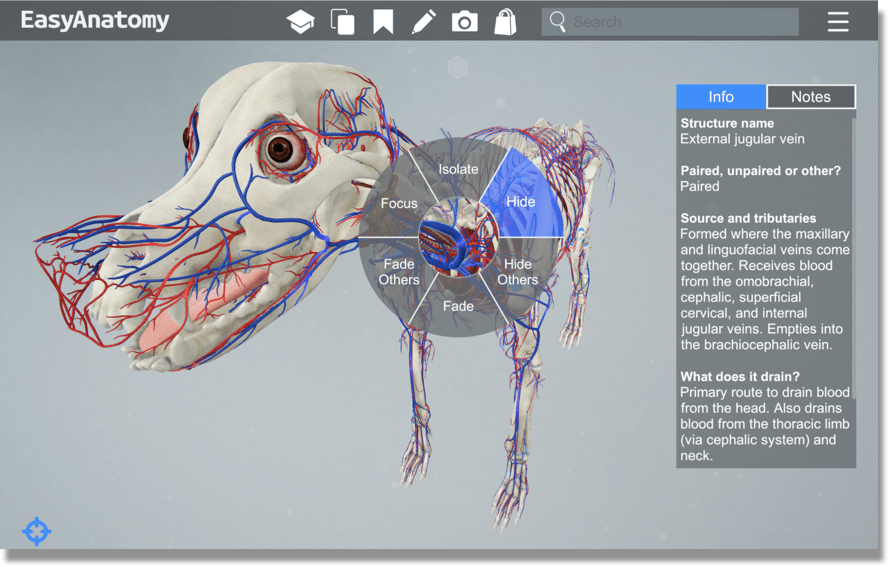 Comparing The Best Veterinary Anatomy Study Tools
