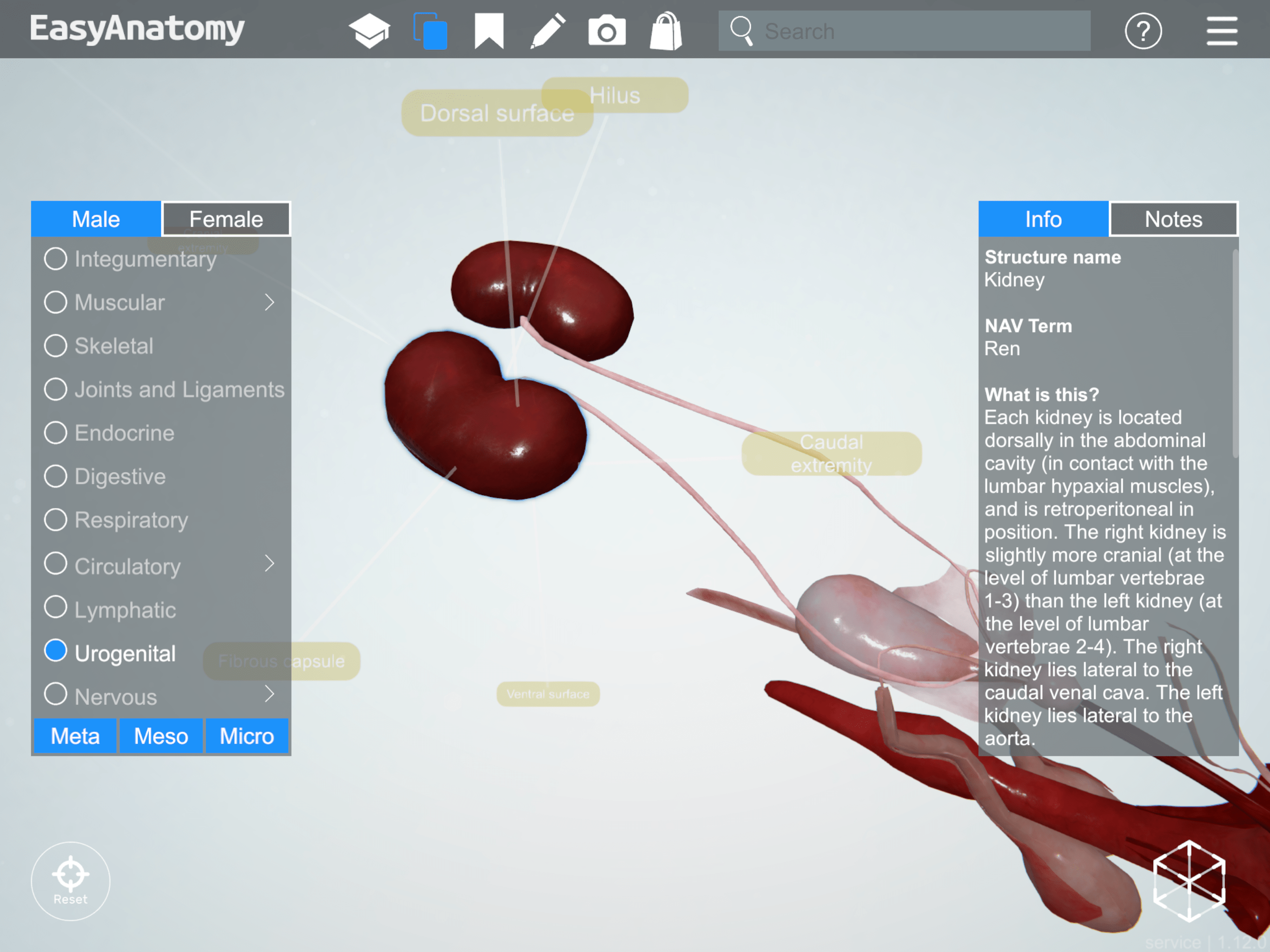 Anatomy of the Canine Male Urogenital System EasyAnatomy
