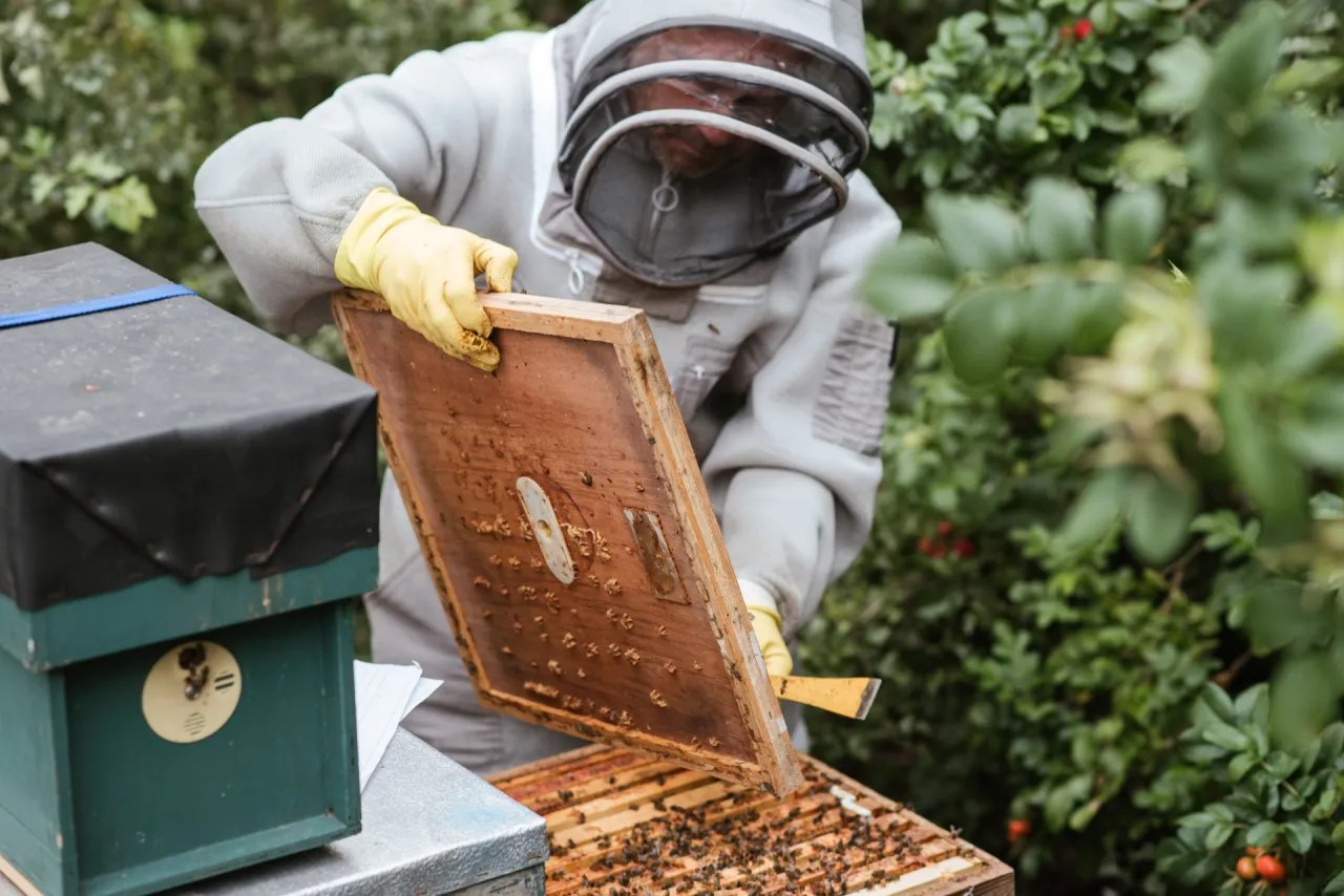 How Long Does A Beehive Last? The Answer Is Amazing!