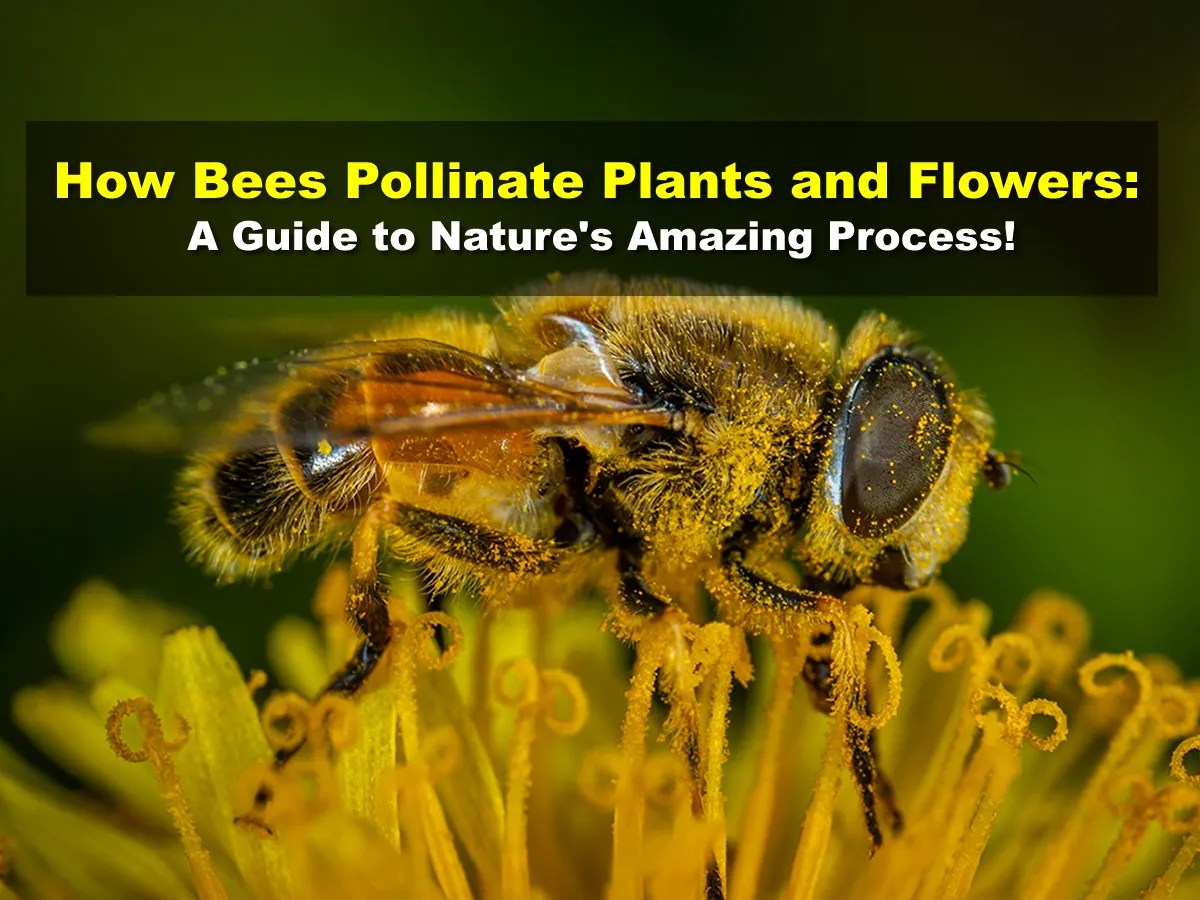 How Bees Pollinate Plants and Flowers A Guide to Nature's Amazing