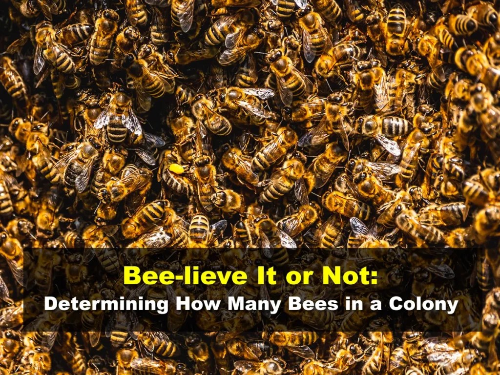 Beelieve It or Not Determining How Many Bees in a Colony