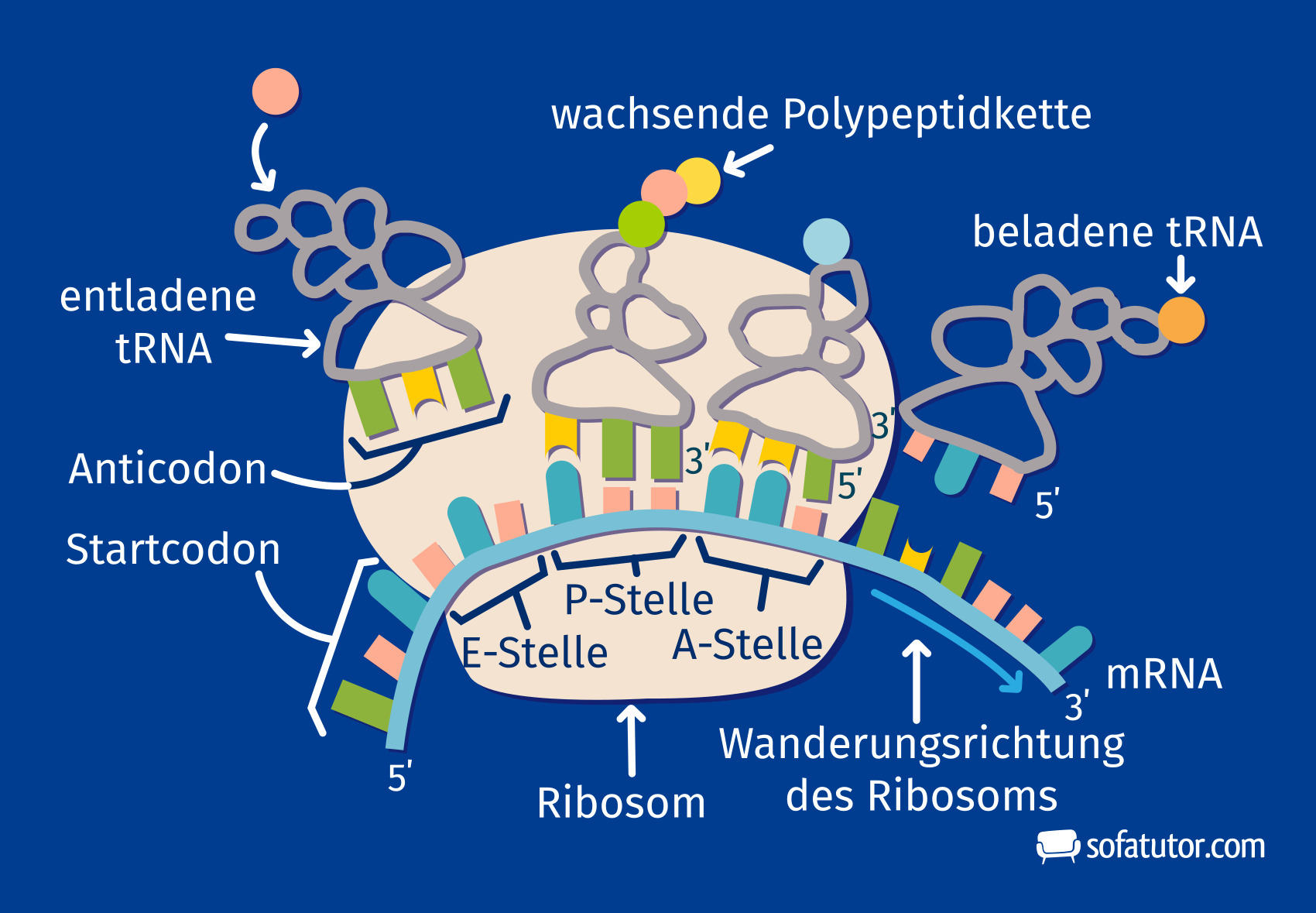 Translation Biologie Definition & Zusammenfassung Easy Schule
