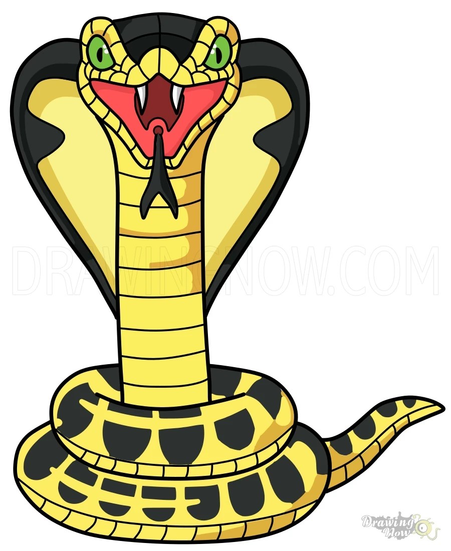 How to Draw a Snake DrawingNow