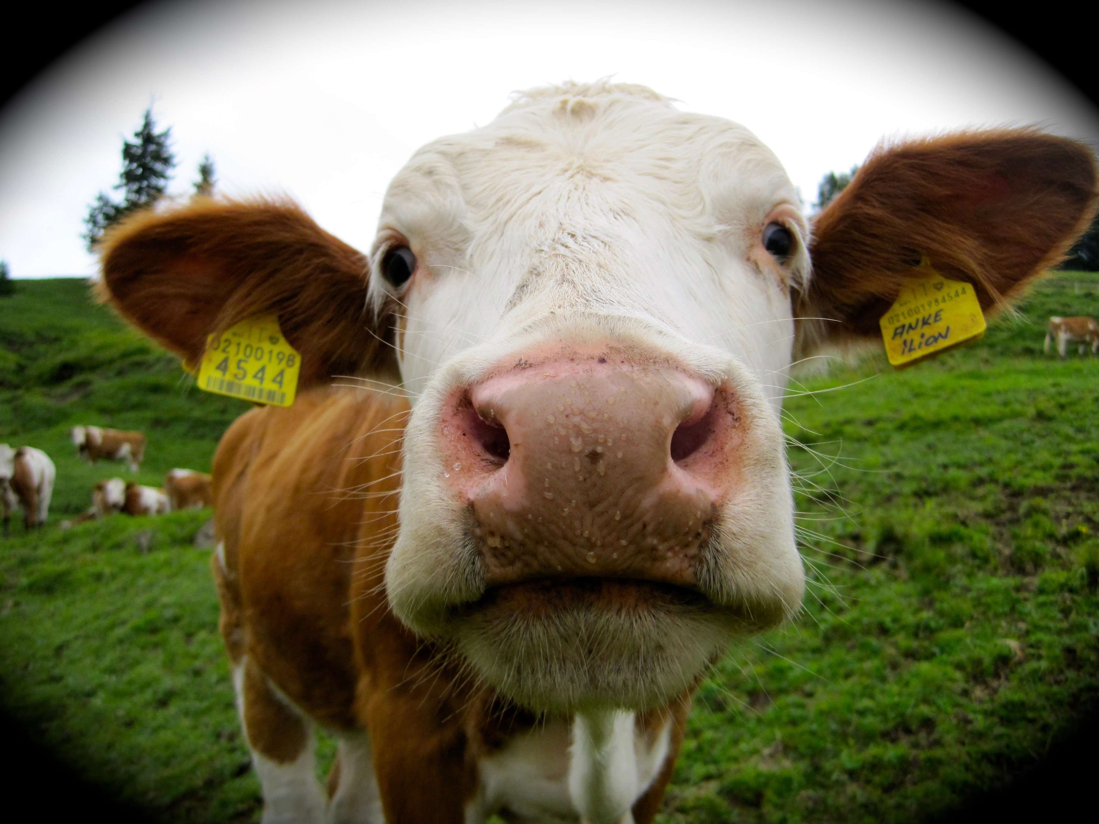 Ma le mucche sono aggressive? easy2trail