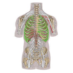 Intercostal nerves – Easy Anatomy 3D
