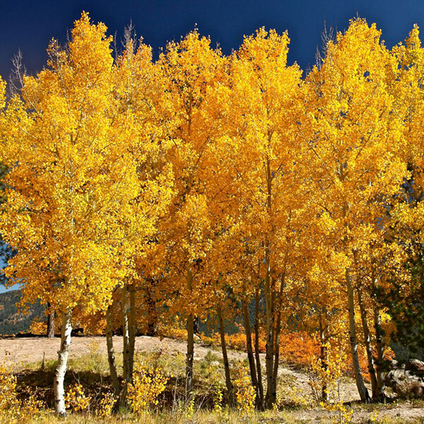 How to Grow Quaking Aspen Easy Balcony Gardening
