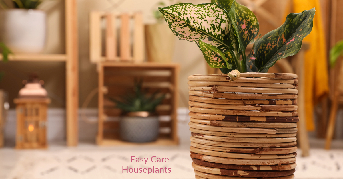 Why You Should Use a Cachepot Easy Care Houseplants