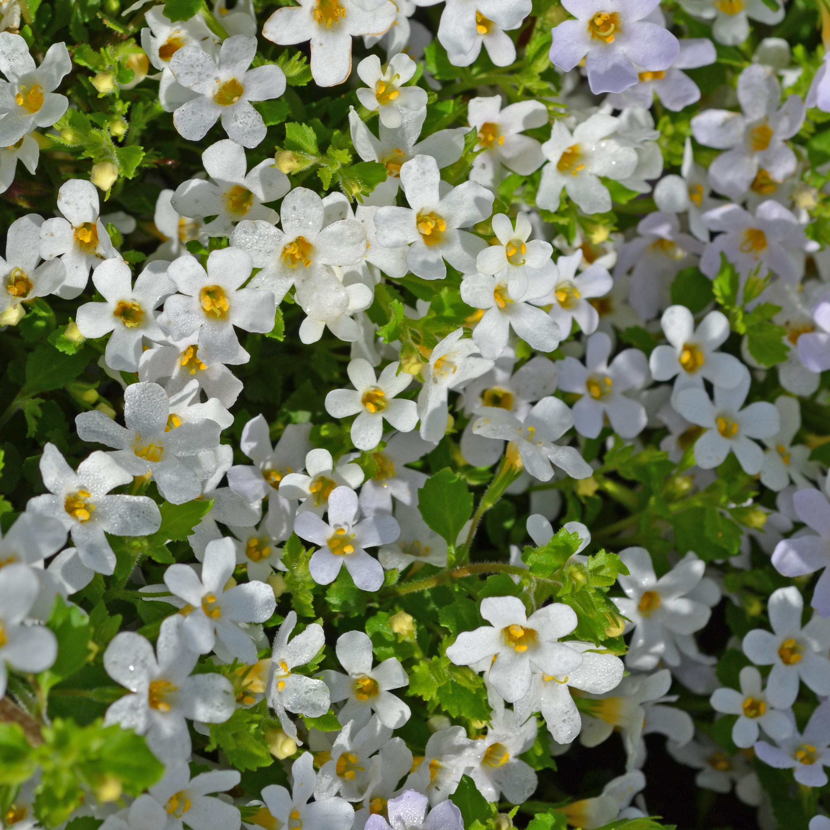 Bacopa White