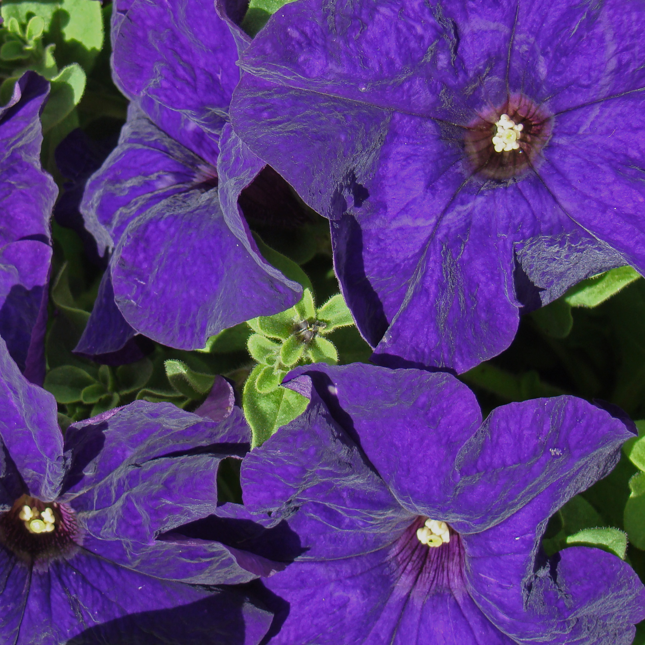 Petunia Blue