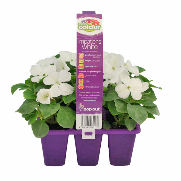 Impatiens White