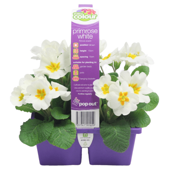 Primrose White (4 Cell)