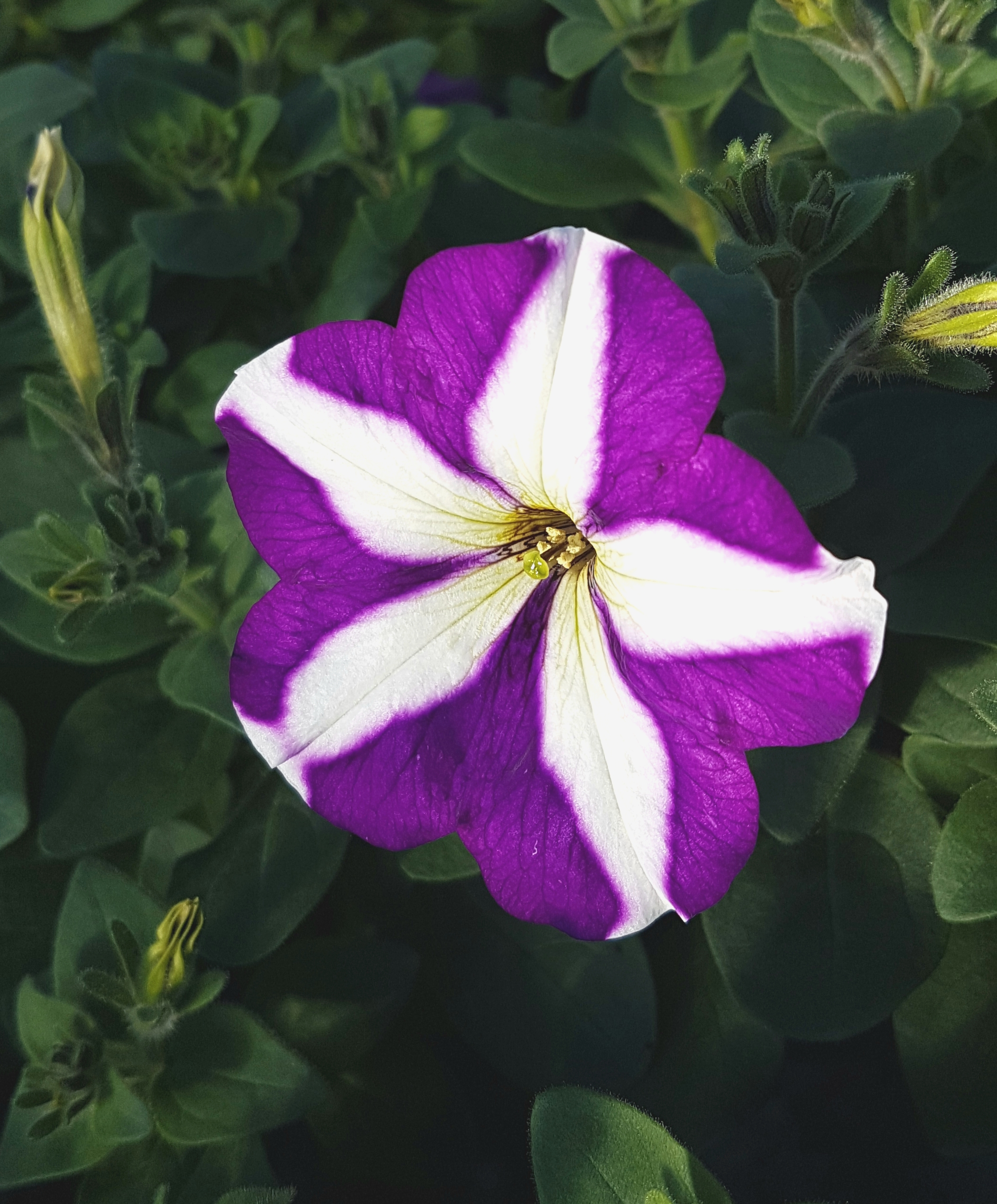 Petunia Blue Star Easy Colour
