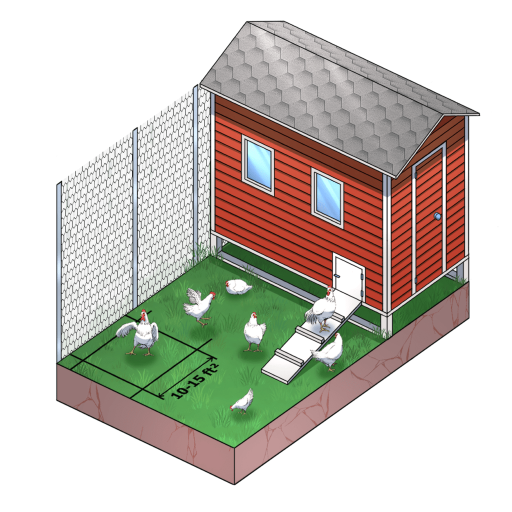 How much space do chickens need? Easy Coops™