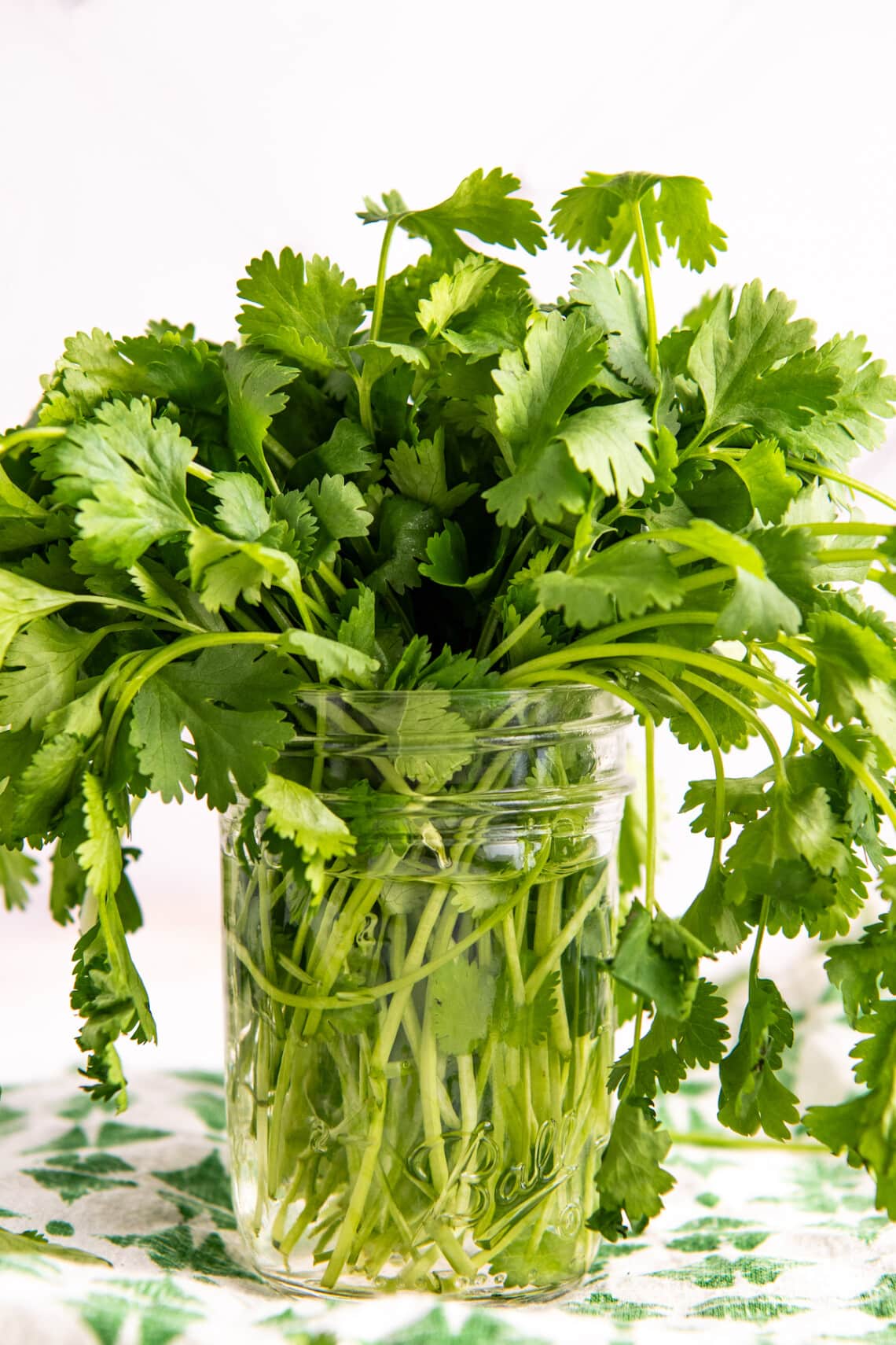 How to Store Cilantro Easy Dinner Ideas