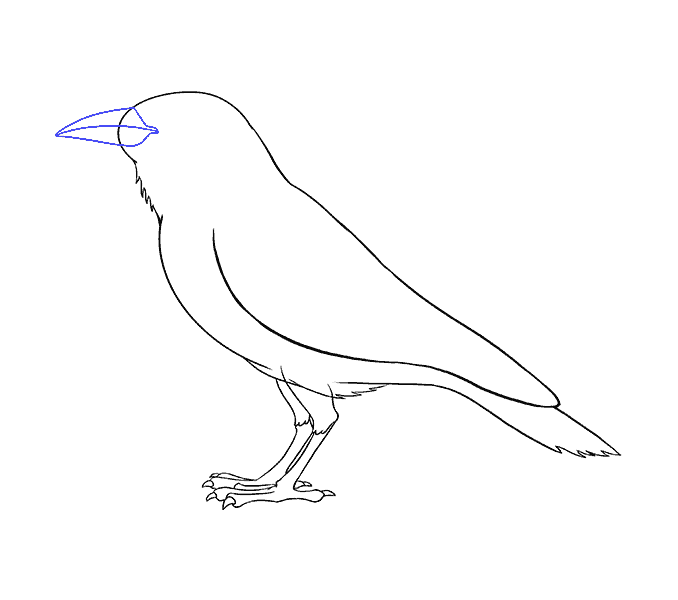 How to Draw a Raven StepbyStep Tutorial Easy Drawing Guides